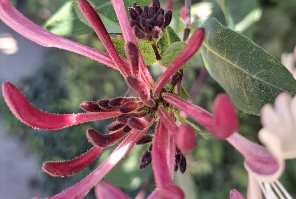 Remedii Florale Bach – Honey Suckle – Mâna Maicii Domnului